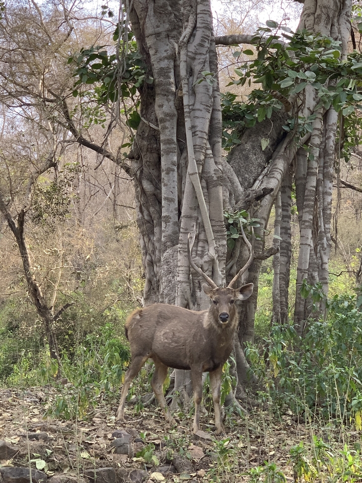 Deer in a natural forested environment, suggesting a national park.