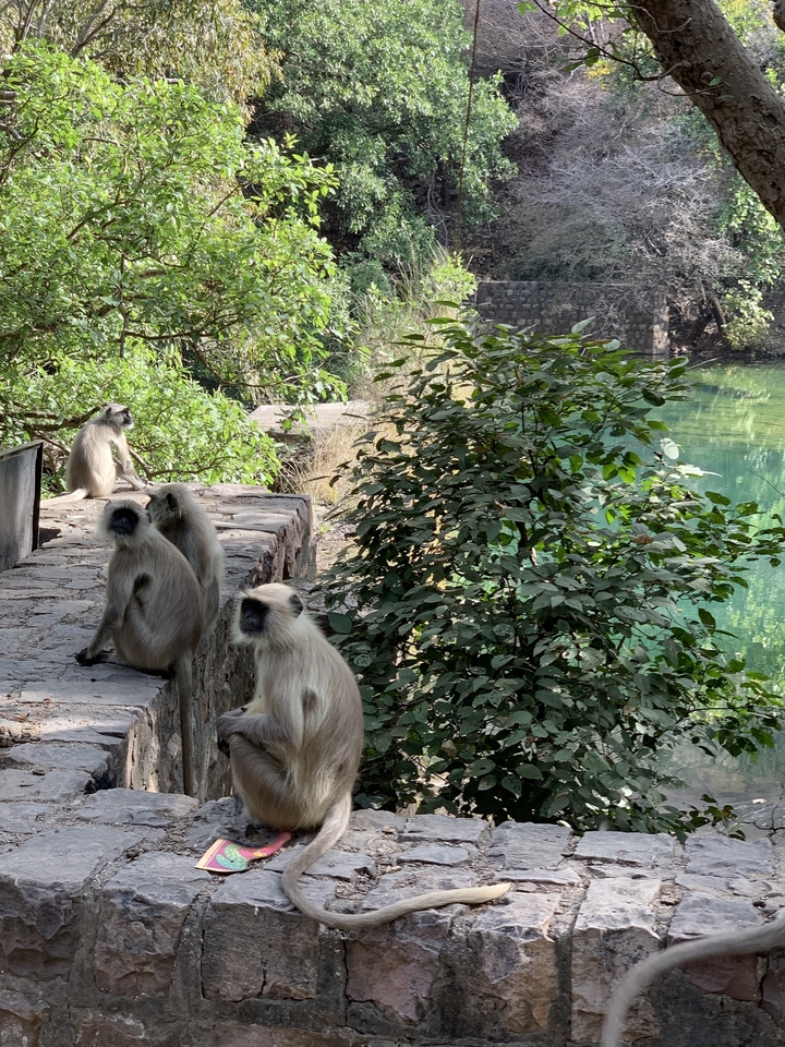 Monkeys sitting by a green river in a forested area.