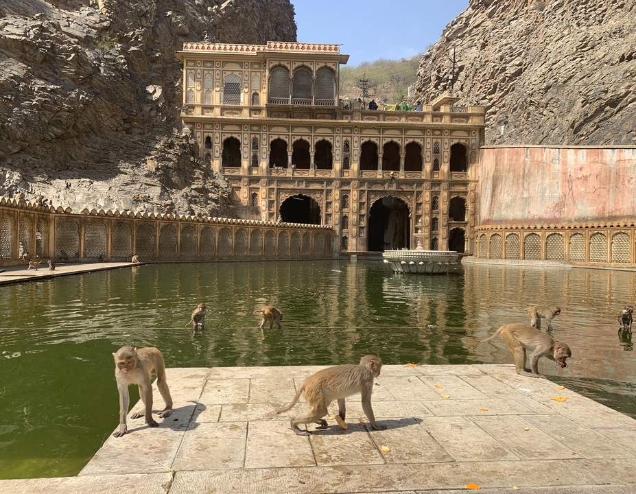 Monkeys playing near a large pond in front of a historical facade.
