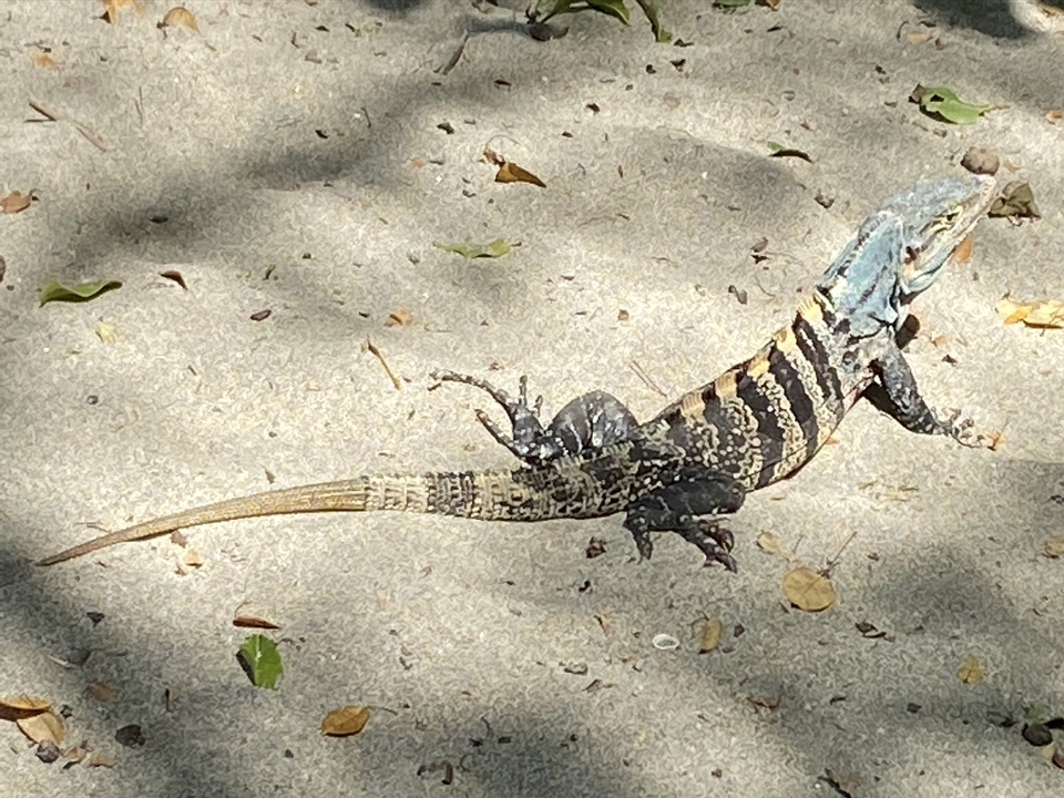 Iguana walking on the sandy ground in sunlight.
