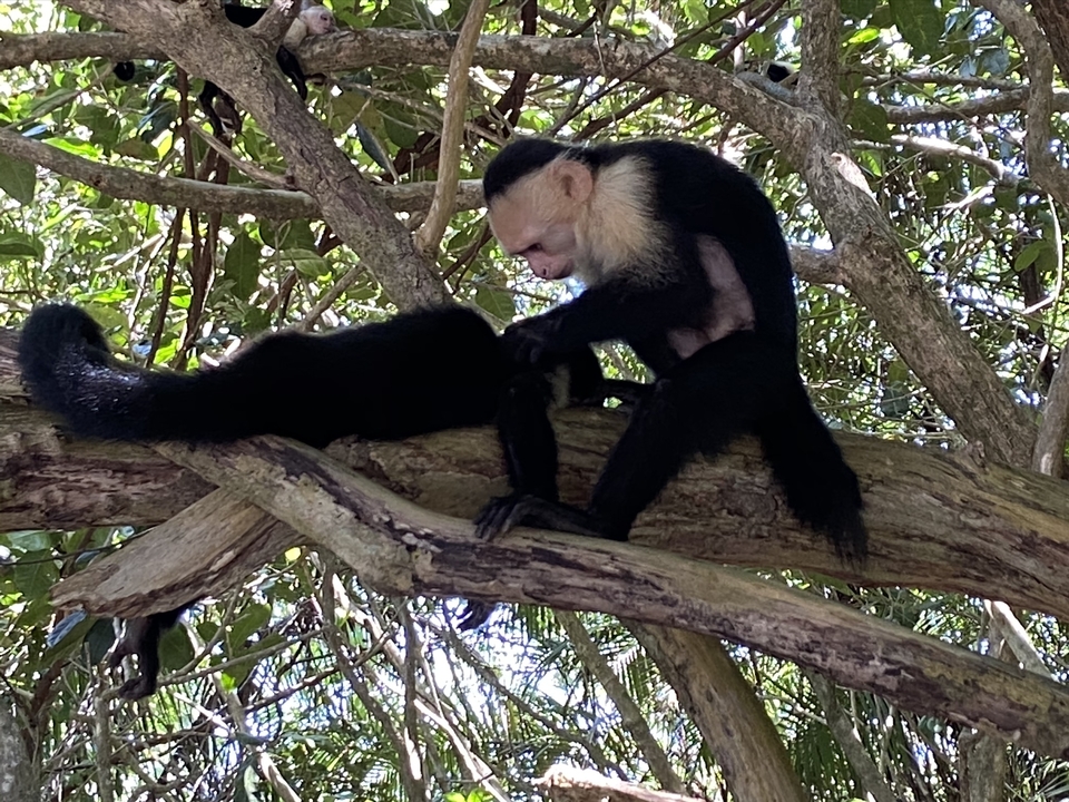 Monkey grooming another monkey on a tree.