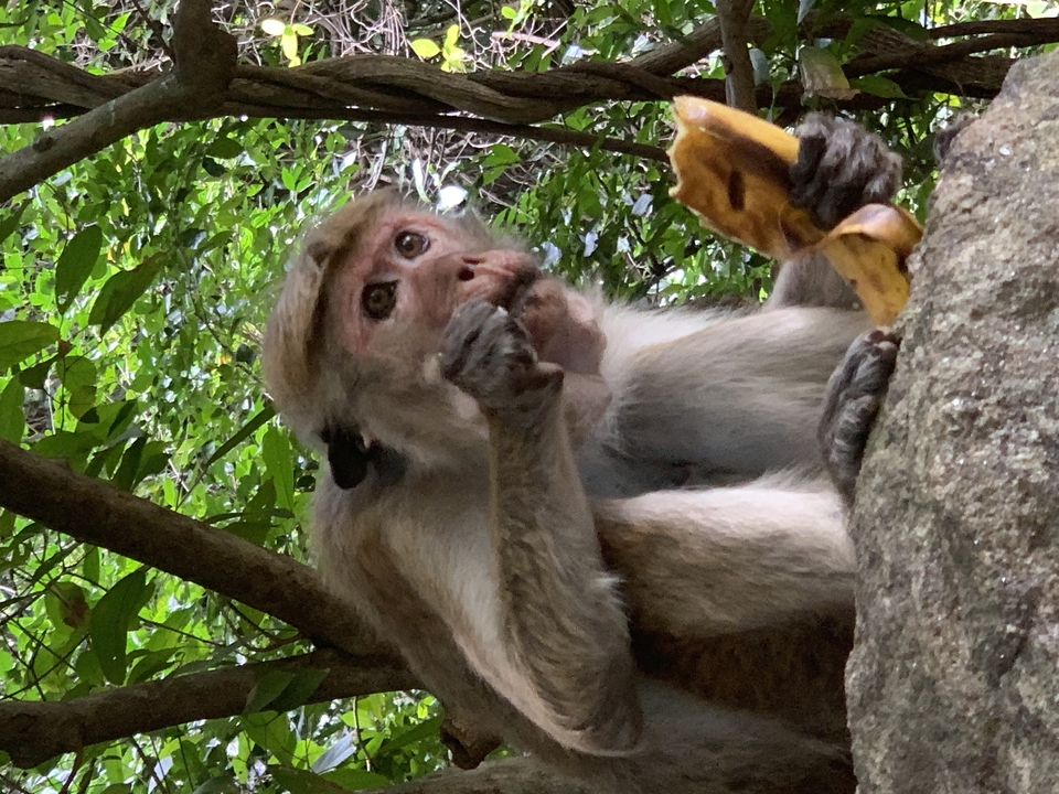 Monkey eating a banana on a tree.