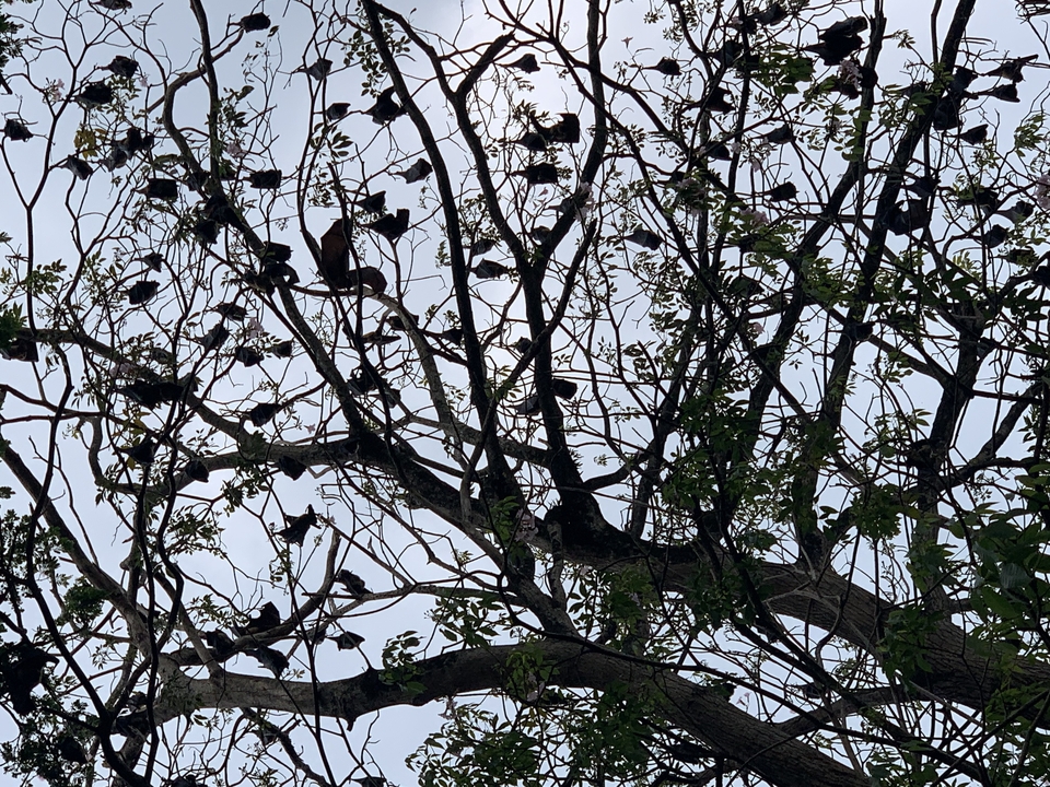 Silhouette of bats hanging from tree branches.