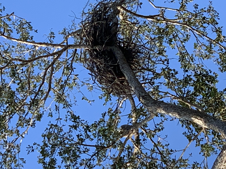 Nest on a tree branch against the blue sky.