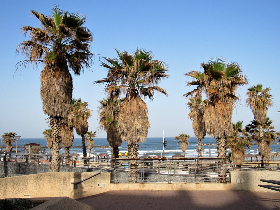 Palm trees along a beach overlooking the sea.