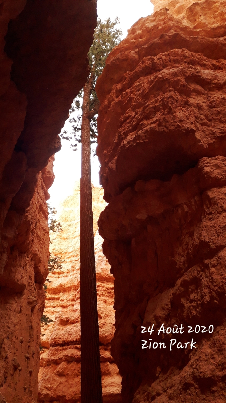 Tree growing between high canyon walls.