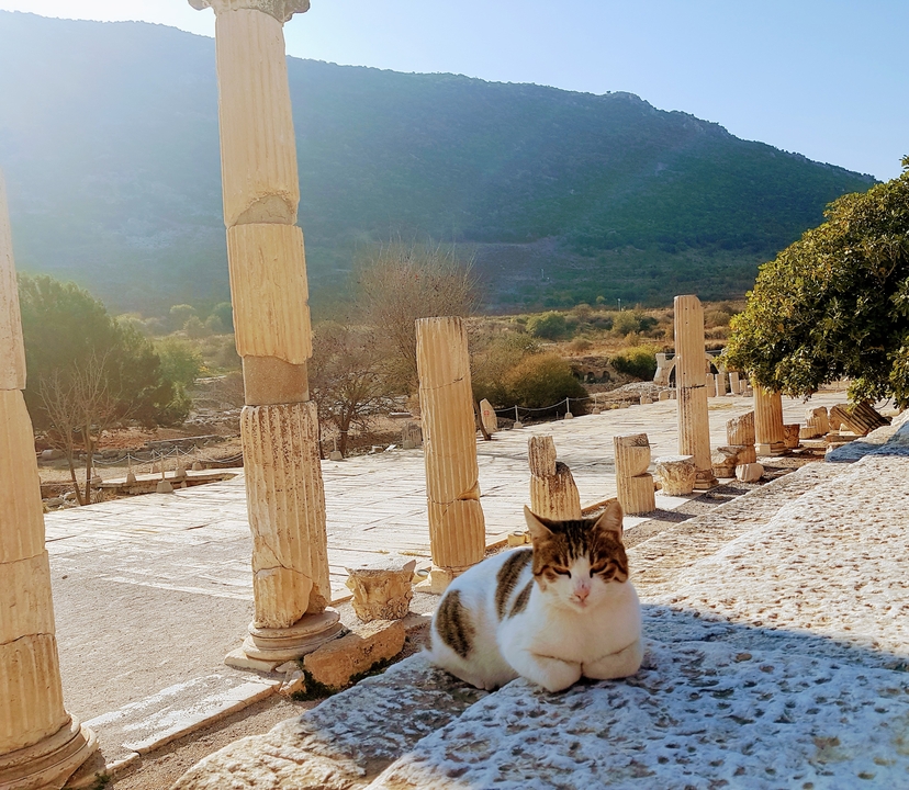 Cat resting on ancient ruins with mountain landscape.