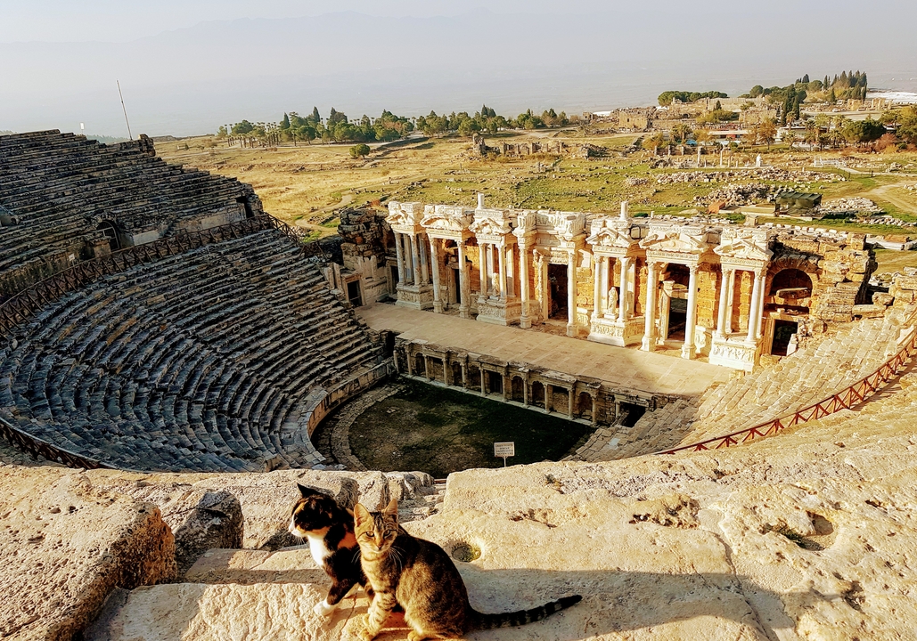 Ancient amphitheater with cats resting on the steps.