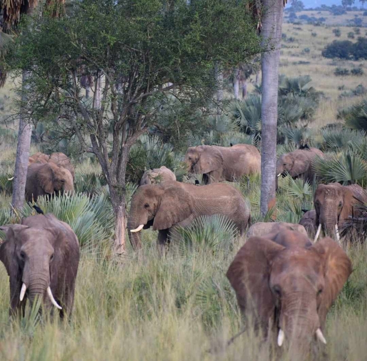 Un troupeau d'éléphants parmi les arbres dans une zone herbeuse.