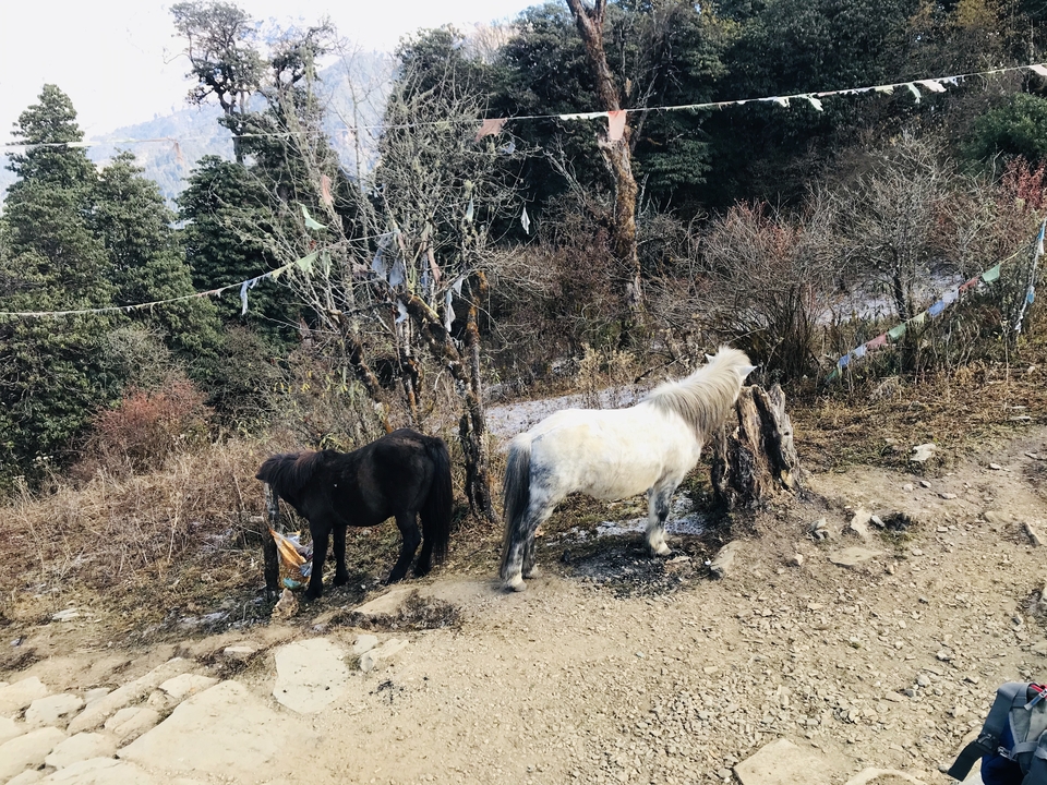 Chevaux debout dans une zone boisée avec des drapeaux de prière.