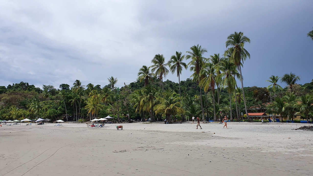 Beach scene with people and palm trees under blue sky.