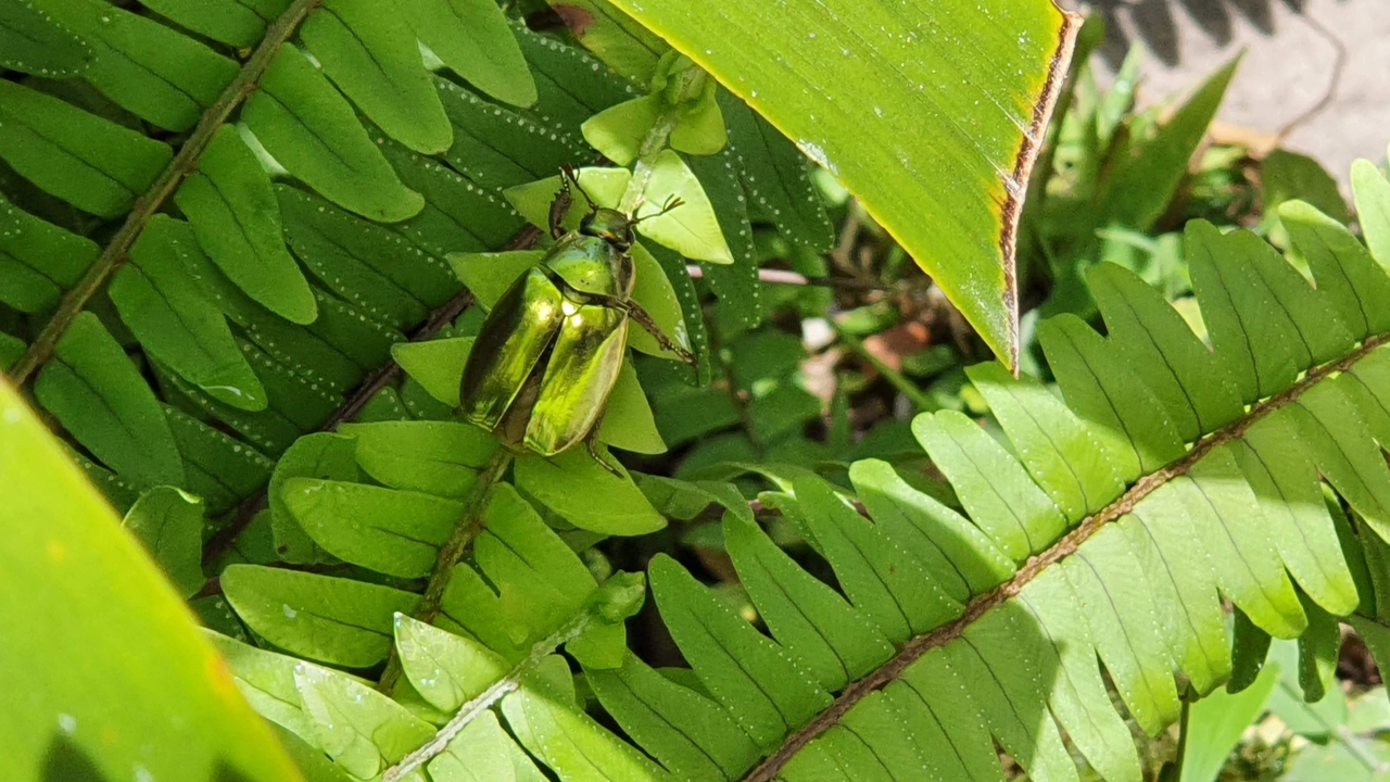 Bright green beetle on a fern leaf.