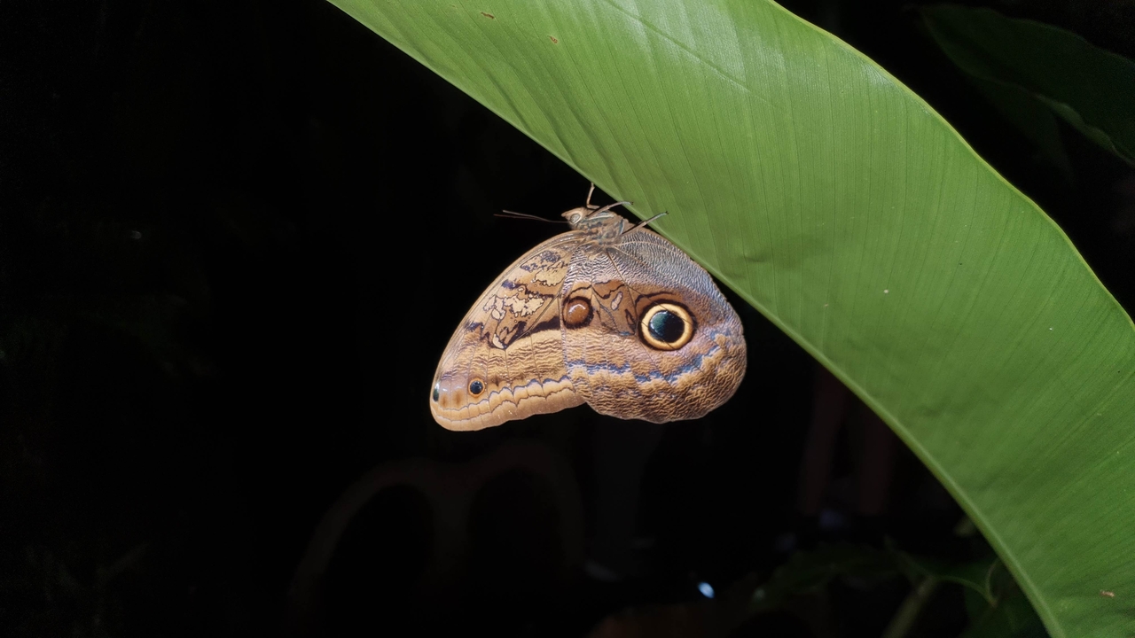 Owl butterfly resting on a leaf.