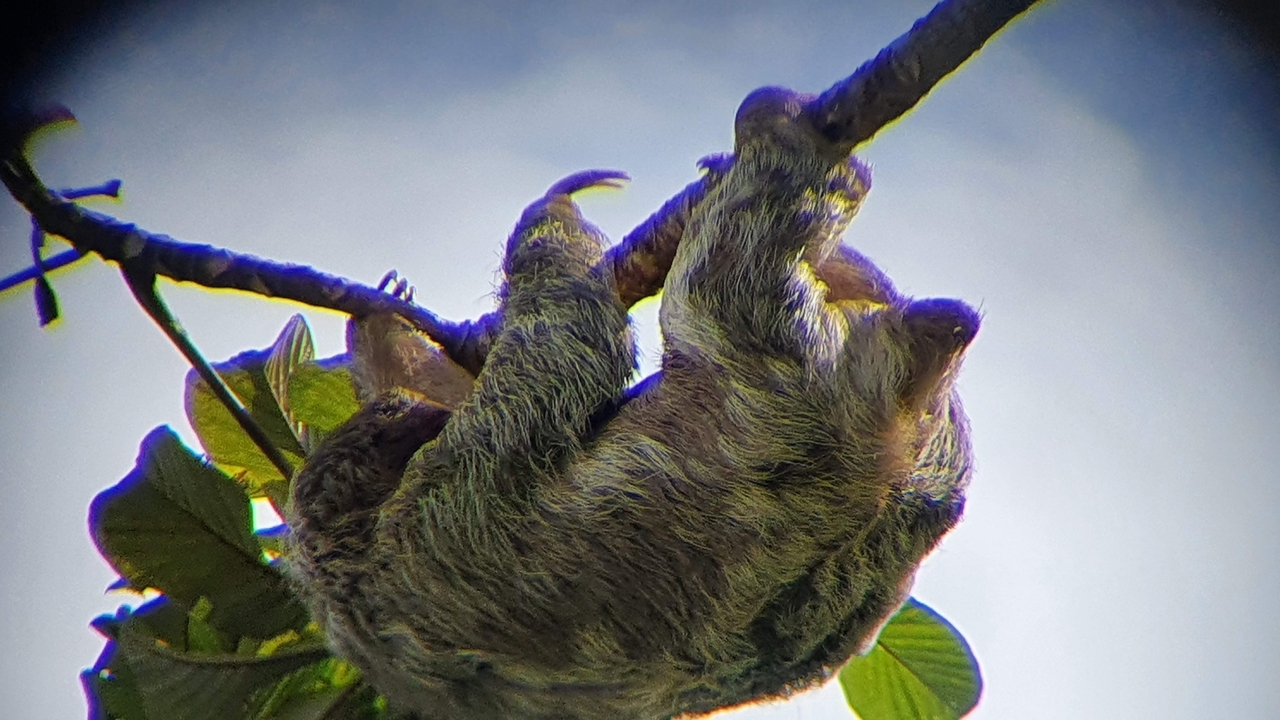 Sloth hanging from a tree branch.