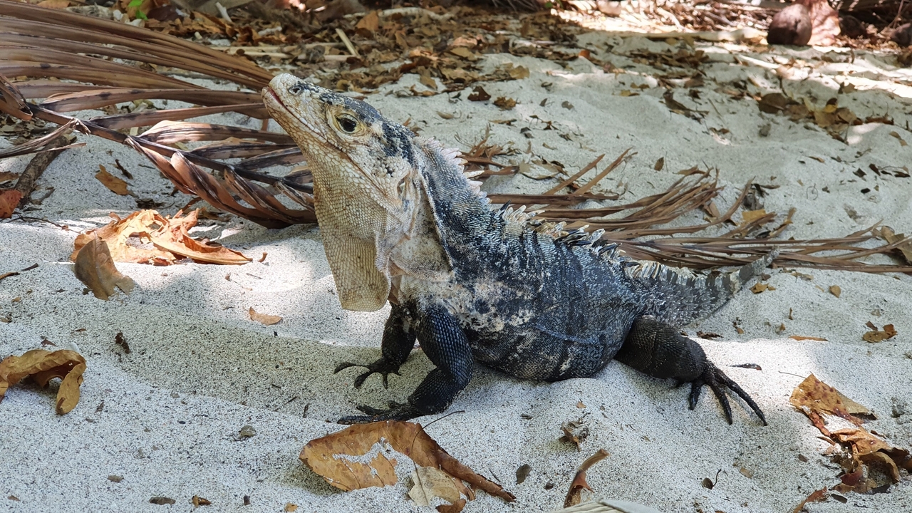 Iguana resting on sand with dry leaves.