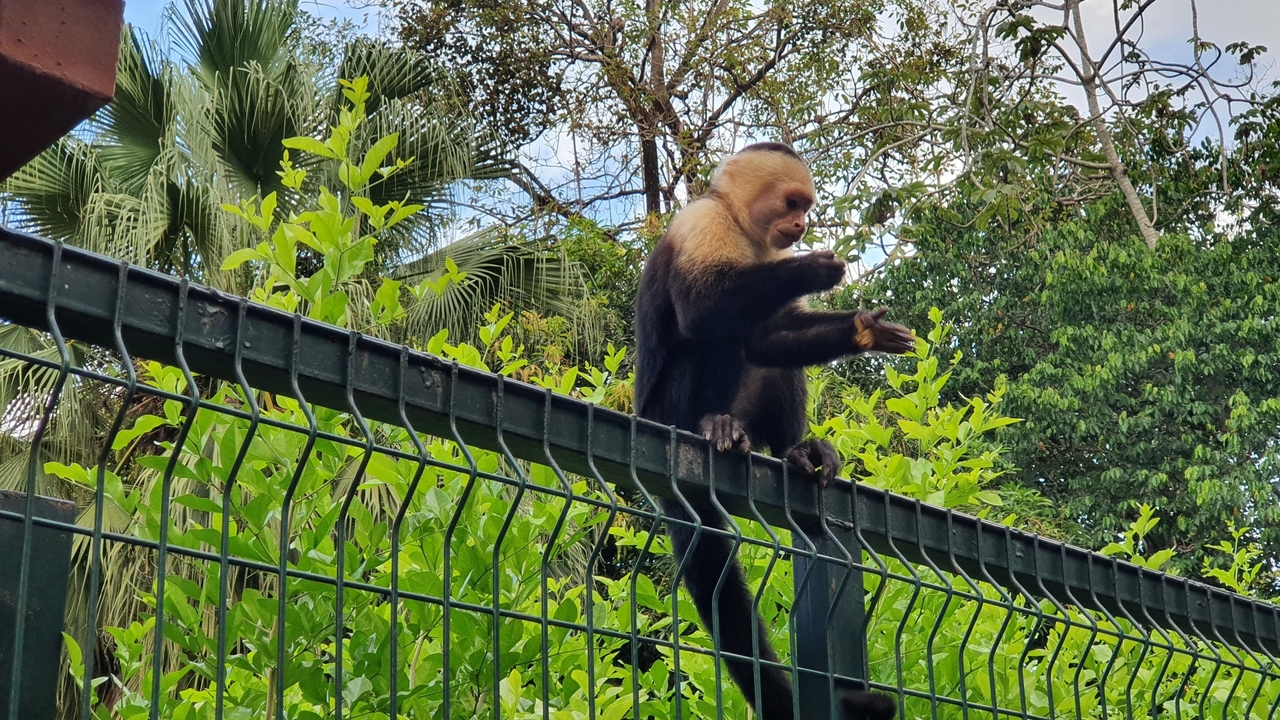 Monkey sitting on a fence with greenery in the background.