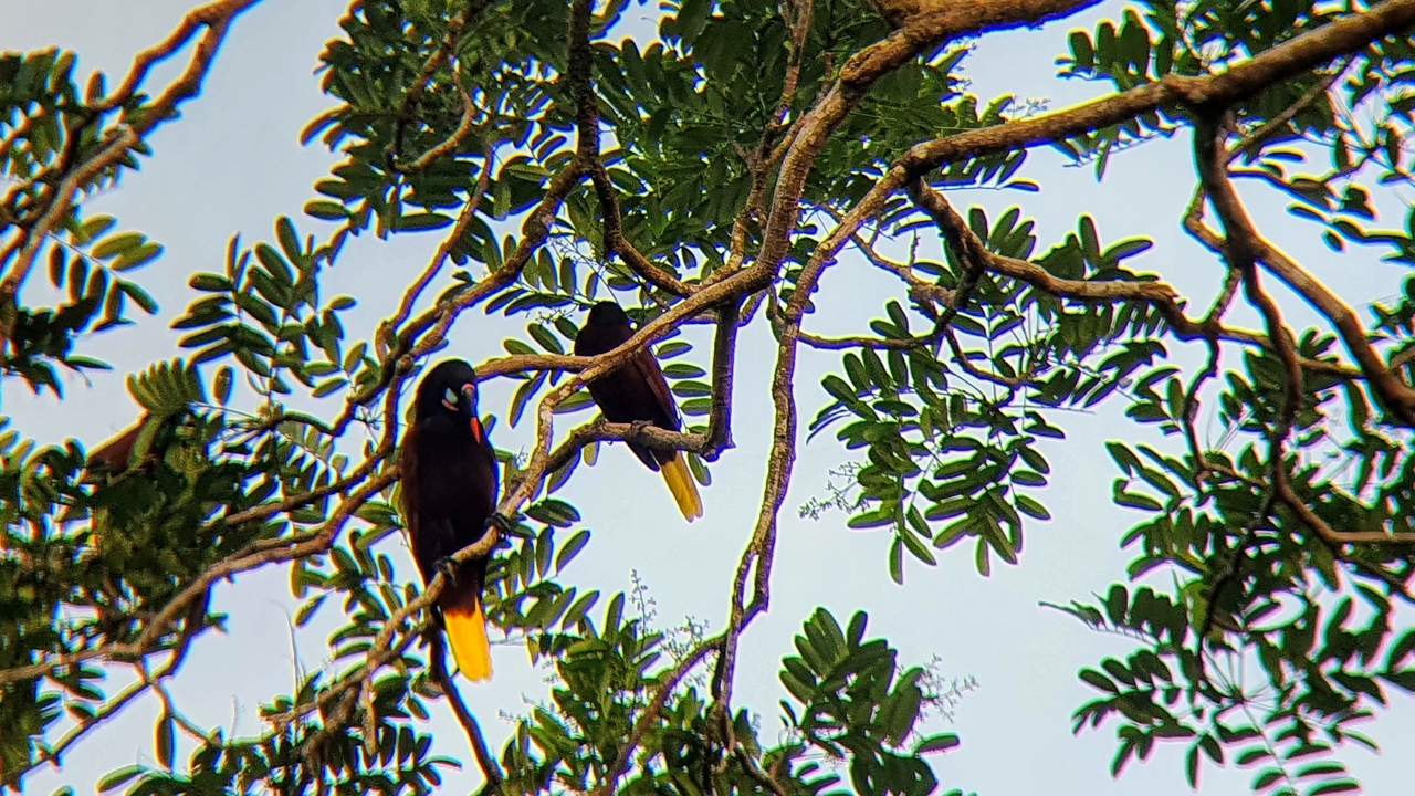 Colorful birds perched on a tree branch.
