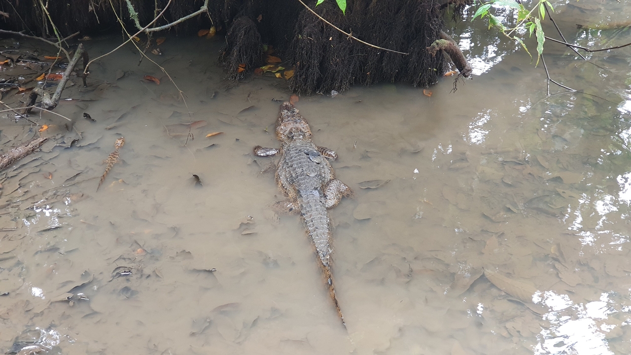 Crocodile resting in muddy water near tree roots.