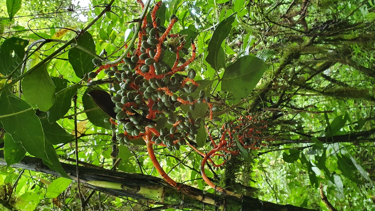 Close-up of tropical plant with vibrant orange fruits.