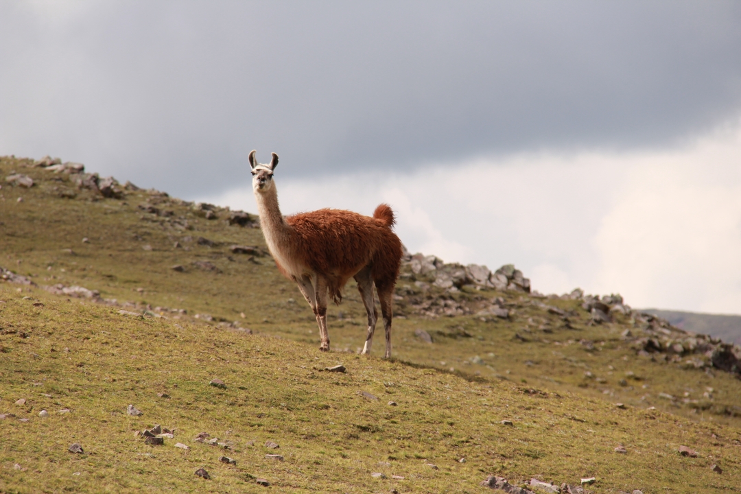 Llama on a grassy hill with a cloudy sky.