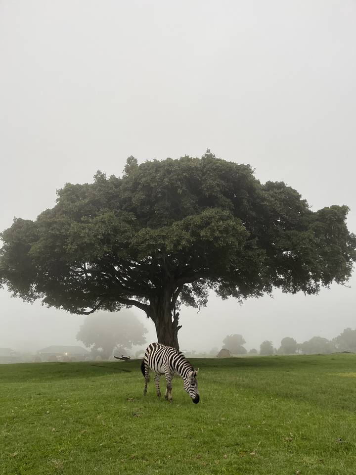 Zebra standing under a large tree in foggy weather.