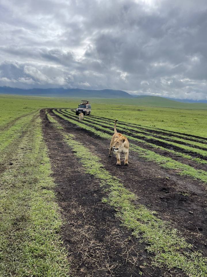 Lions resting on a vehicle track in the wild.