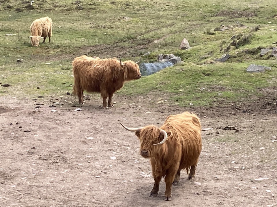 Bovins Highland paissant dans un pâturage.