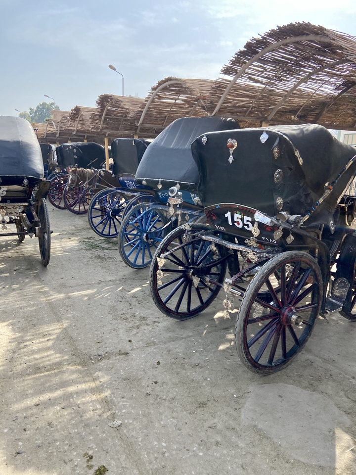 Row of traditional horse-drawn carriages with numbered plates lined up on a dusty path