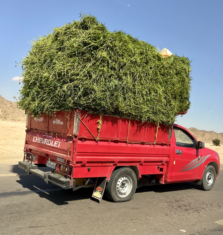 Bright red pickup truck piled high with fresh green fodder drives through an arid desert landscape.