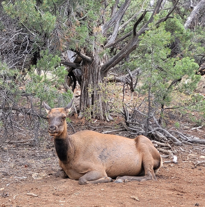 Wild elk in a wooded area with bushes around.