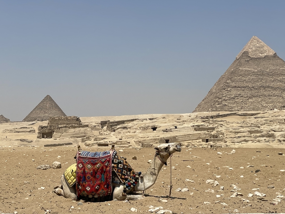 Camel resting near the Great Pyramids of Giza.