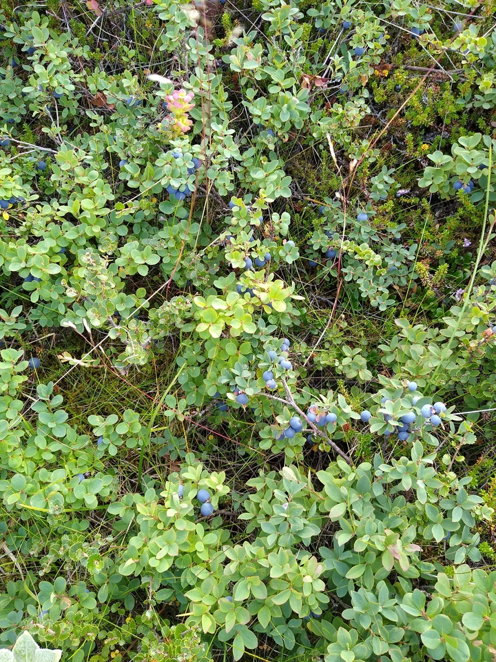 Close-up of prehistoric plants and berries in a natural setting.