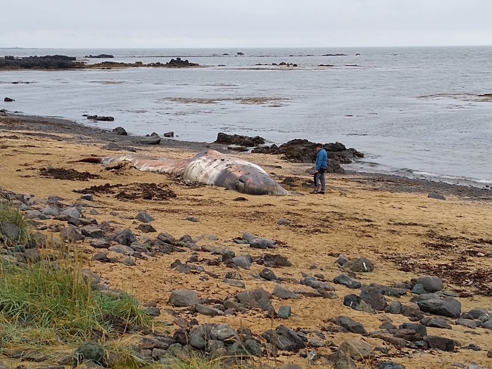 A large beached whale along a rocky coastal area.