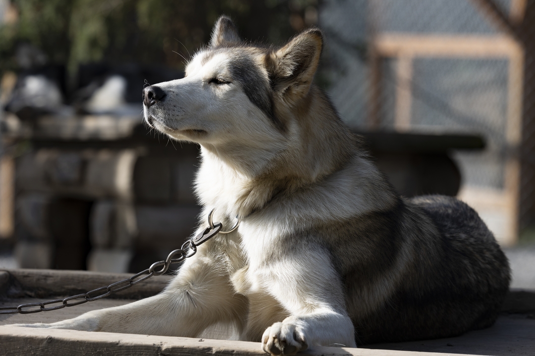 Dog lounging in a sunny spot.