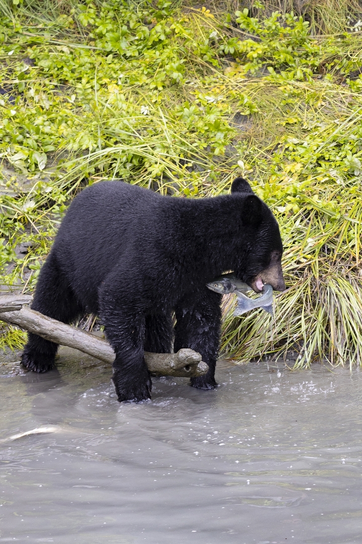 Bear catching a fish in a river.