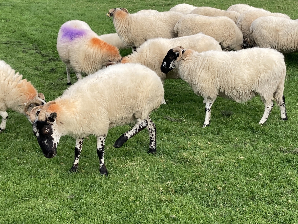Group of sheep grazing on green grass.