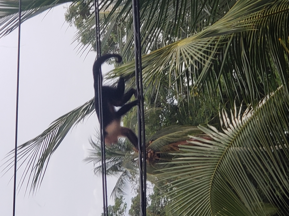 Blurry image of a monkey climbing on power lines.