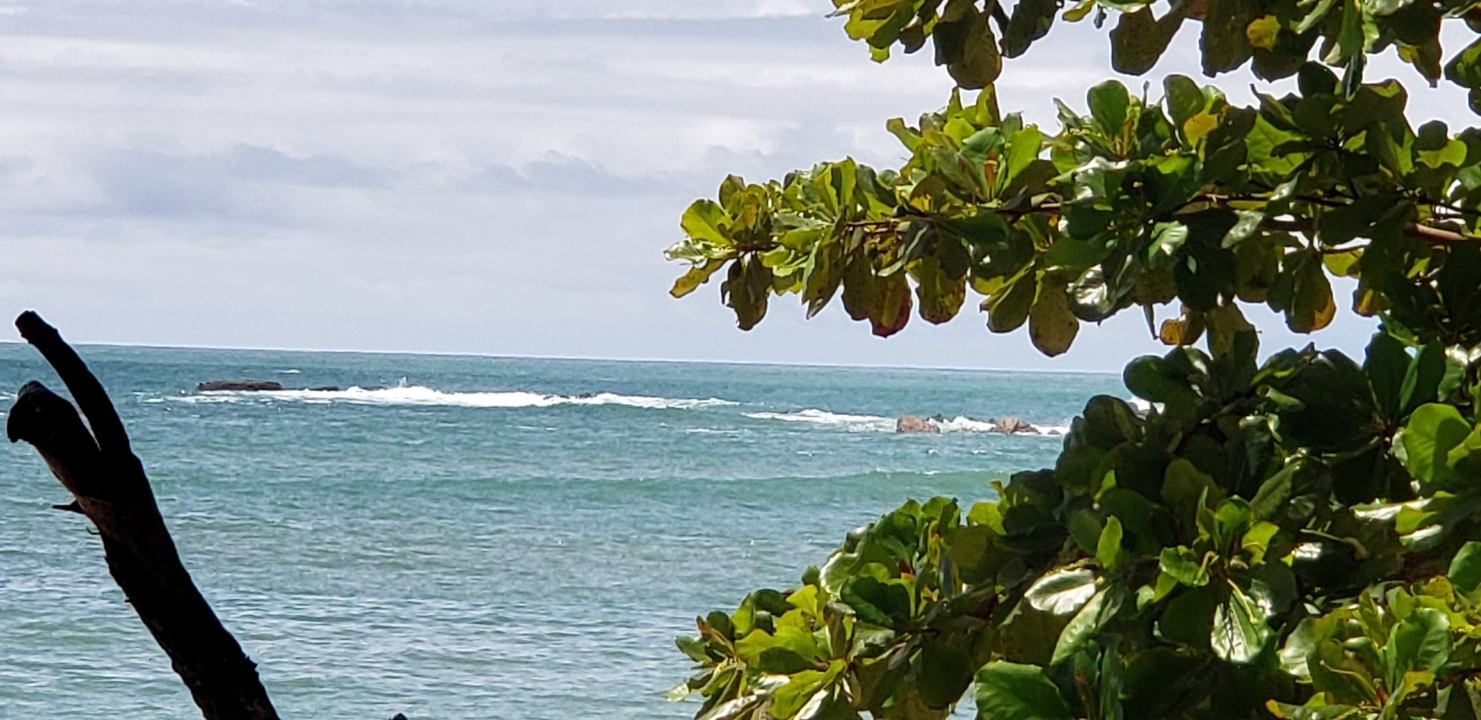 Ocean view with waves seen through foliage.