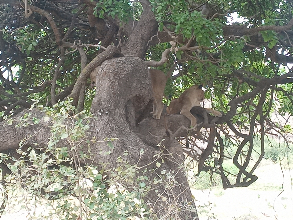 Lions resting in a tree.