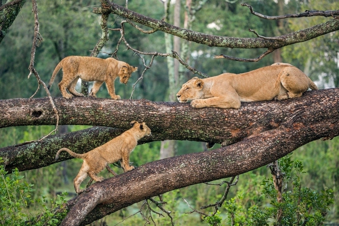 Lioness with cubs on a tree branch