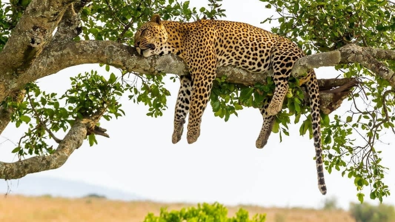 Leopard resting on a tree branch