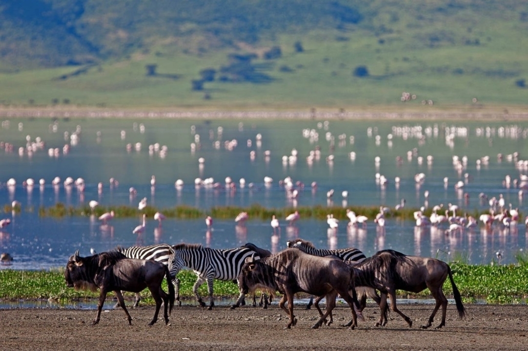 Wildebeests and zebras near a lake with flamingos