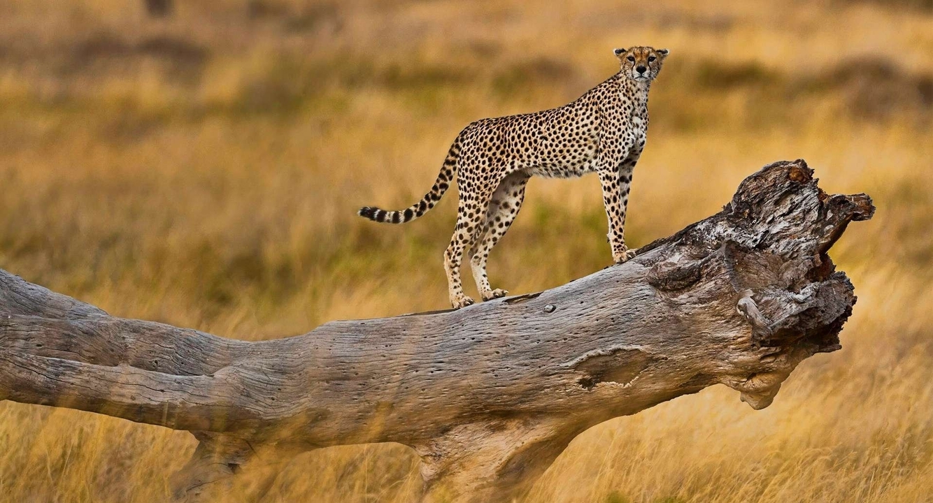 Cheetah standing on a log in the savannah.