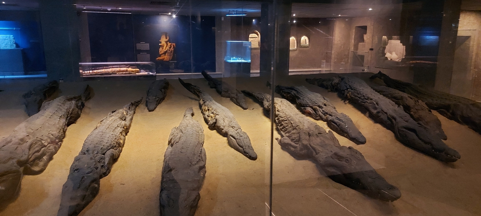 Display of mummified crocodiles in a museum setting.