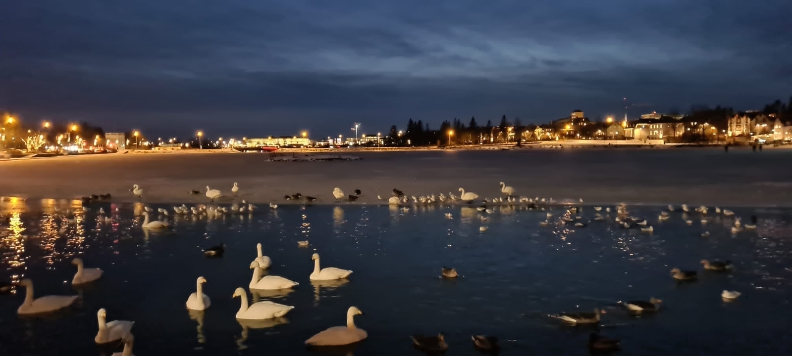 Des cygnes et des canards sur un lac pendant la soirée.