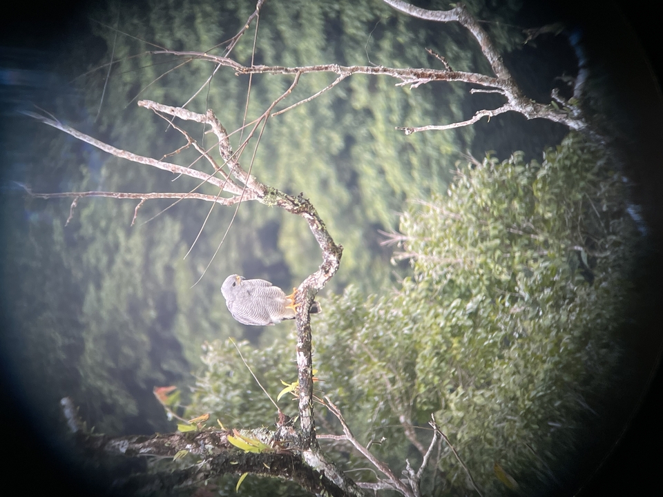 Bird perched on a branch surrounded by greenery.