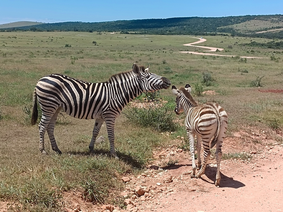 Two zebras standing on a grassy plain.