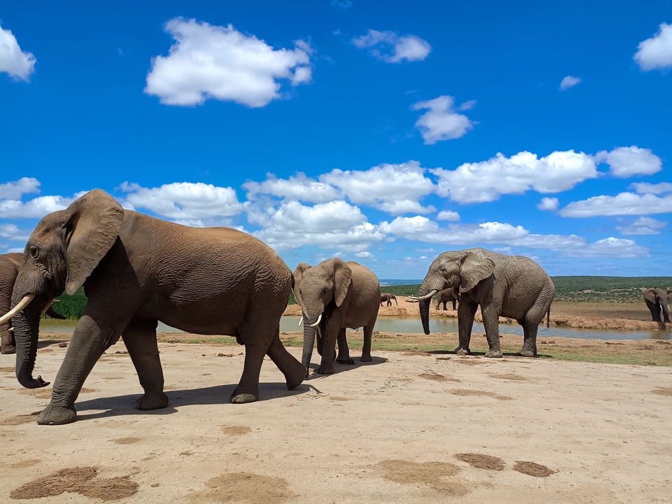 Des éléphants marchant près d'un point d'eau sous un ciel dégagé.