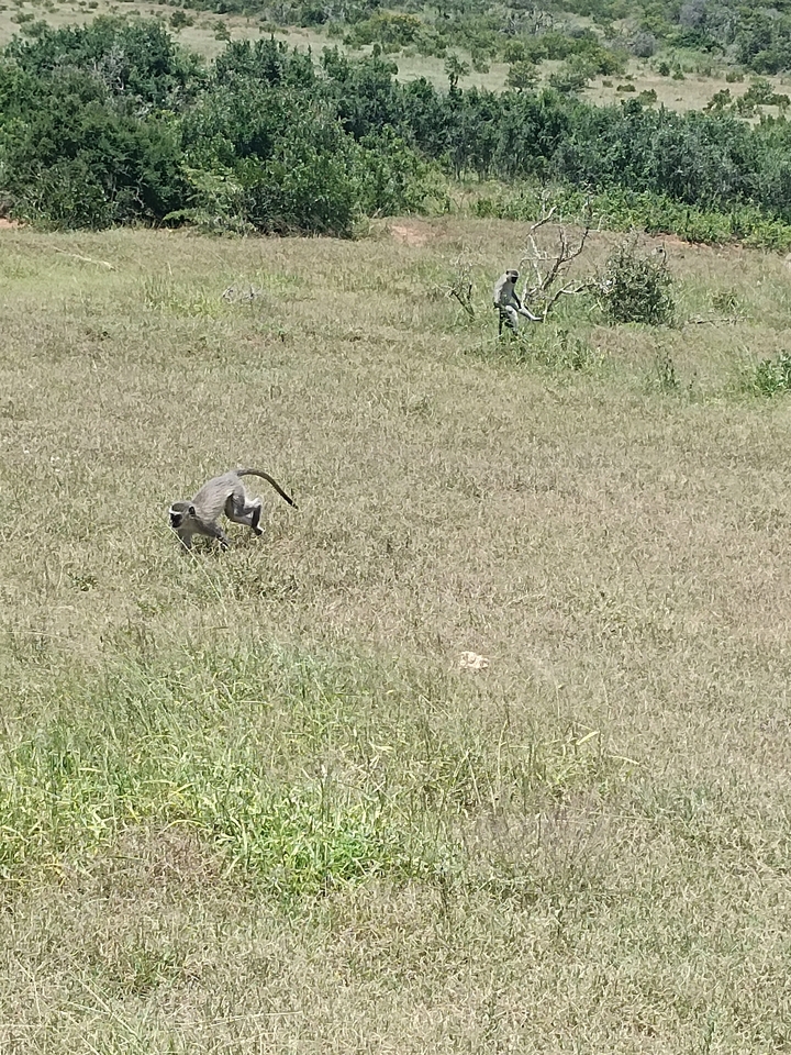 Un singe solitaire marchant à travers la prairie.