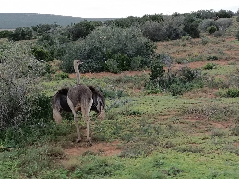 Une autruche debout dans une zone herbeuse et broussailleuse.